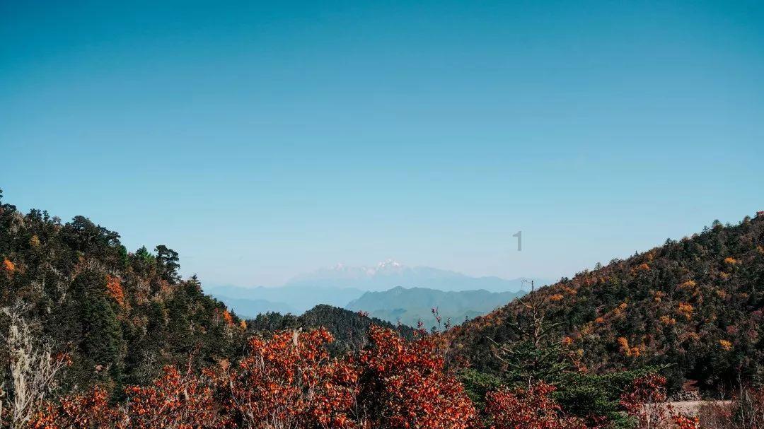 知道选择哪个品牌的实木复合地板有保障吗?——高效互动答疑平台